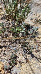 Roepera sessilifolia