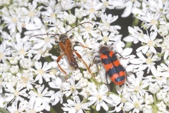 Trichodes alvearius