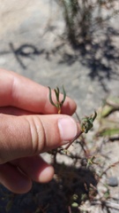 Lampranthus spiniformis
