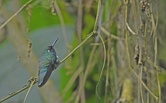 Schistes albogularis