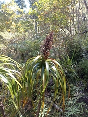 Dracophyllum elegantissimum