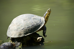 Cuora amboinensis kamaroma