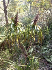Dracophyllum elegantissimum