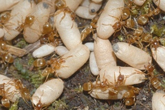 Lasius flavus