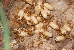 Lasius flavus