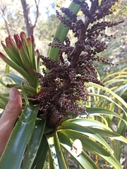 Dracophyllum elegantissimum