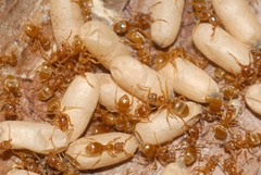 Lasius flavus