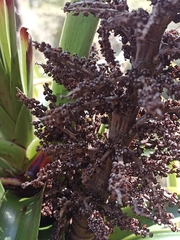 Dracophyllum elegantissimum