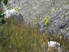 Thesium euphorbioides