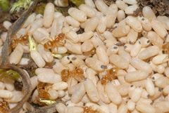 Lasius flavus