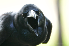 Corvus macrorhynchos levaillantii