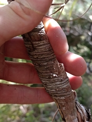 Dracophyllum elegantissimum