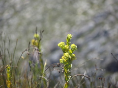 Thesium euphorbioides