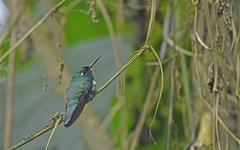 Schistes albogularis