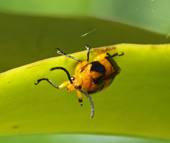 Stethopachys formosa