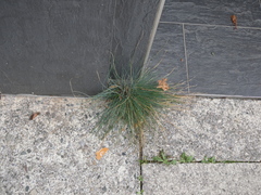 Festuca cinerea