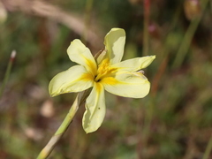 Moraea collina