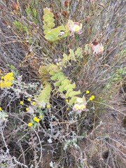Aspalathus perfoliata
