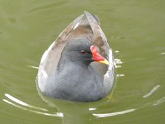 Gallinula chloropus