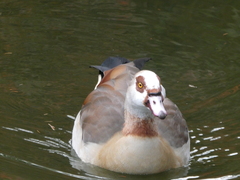 Alopochen aegyptiaca