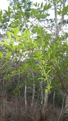 Ximenia
