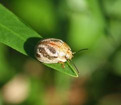 Paropsisterna semifumata