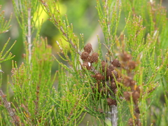 Allocasuarina misera