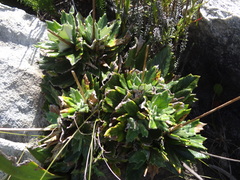 Hermas quinquedentata