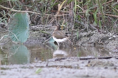 Rostratula benghalensis