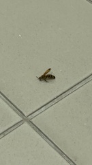 Phalerimeris phalerata