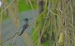 Schistes albogularis