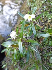 Anaphalioides trinervis