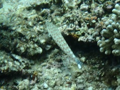 Parapercis millepunctata