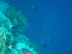 Odonus niger