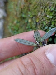 Anaphalioides trinervis