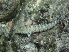 Parapercis millepunctata