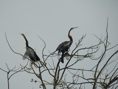 Anhinga melanogaster