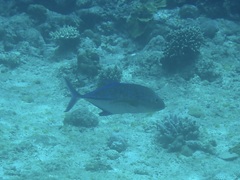 Caranx melampygus