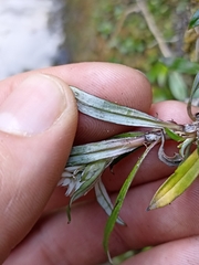 Anaphalioides trinervis