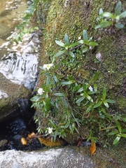 Anaphalioides trinervis