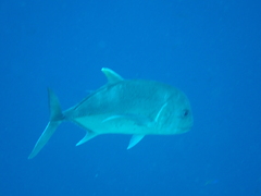 Caranx ignobilis