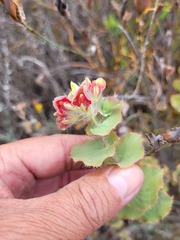 Aspalathus perfoliata