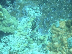 Thalassoma jansenii