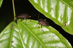 Brachystethus signoretii