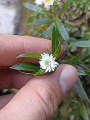 Anaphalioides trinervis