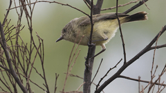 Acanthiza reguloides