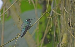 Schistes albogularis