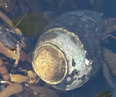Trochoidea