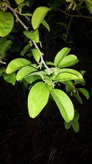 Ximenia