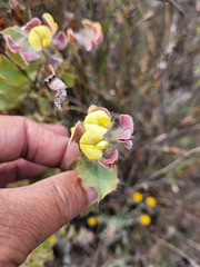 Aspalathus perfoliata
